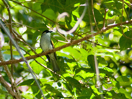 キバネヒヨドリ(Ashy Bulbul) IMGP133403_R