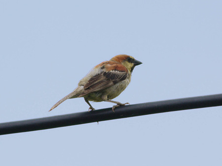 セアカスズメ(Plain_backed Sparrow) P1140226_R