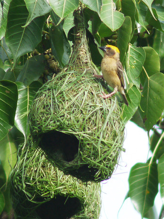 キムネコウヨウジャク(Baya Weaver) P1200094_R