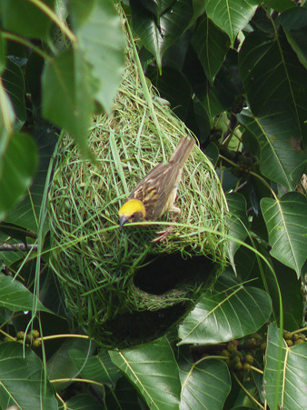 キムネコウヨウジャク(Baya Weaver) P1200225_R3