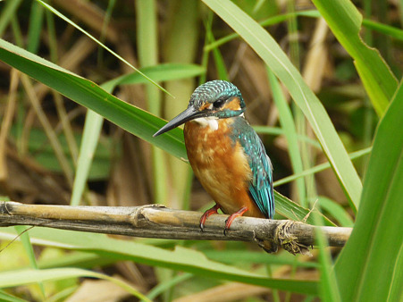 カワセミ(Common Kingfisher) P1230559_R