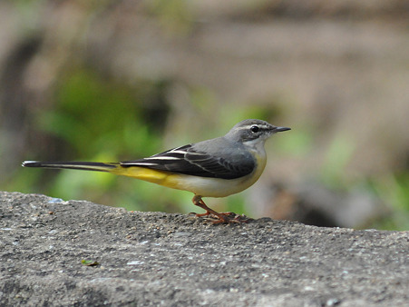 キセイキレイ(Grey Wagtail) DSC_3745_R