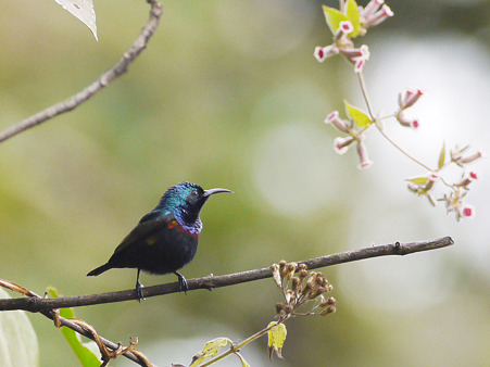 ムラサキタイヨウチョウ(Purple Sunbird) P1220610_R
