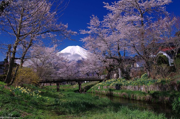 冨士と新名庄川の桜４ 写真共有サイト フォト蔵