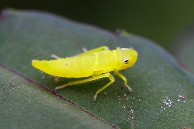 バナナ虫 Trang Chia Sẻ ảnh Photozou