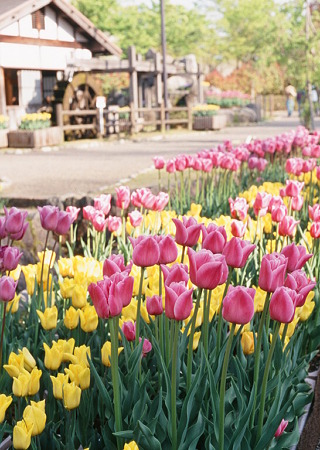 OLYMPUS_PEN_FT_SenciaIII100_05052011-02