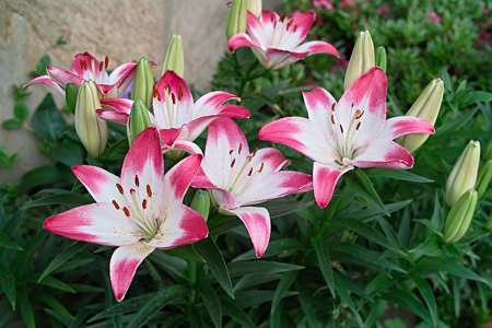 flower06112011dp2-08