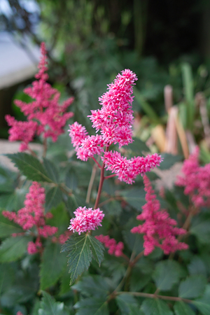 flower06112011dp2-04