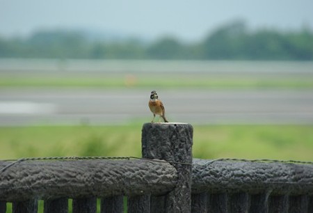 IMGP9953_0731