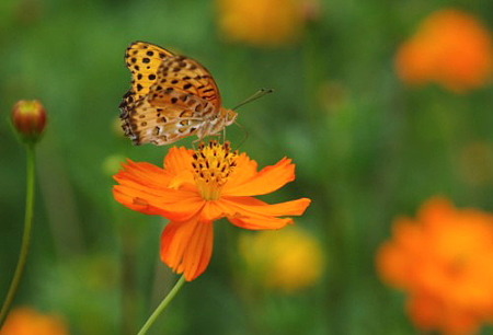 IMGP9941_0731