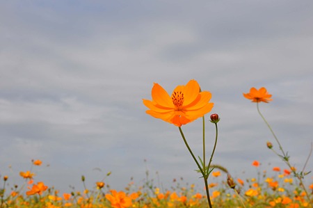 DSC_5345d9L