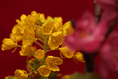 菜の花