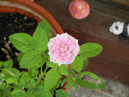 ミニ薔薇