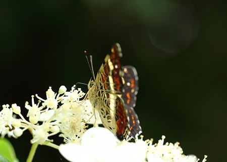 横顔　サカハチチョウ（逆八蝶）　夏型