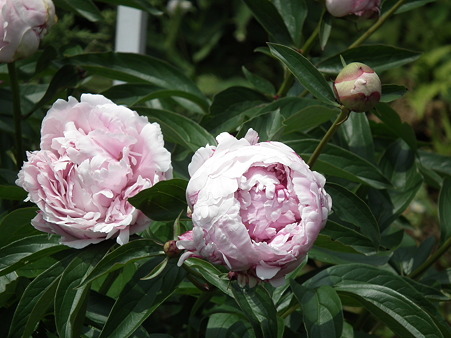 DSCF0032