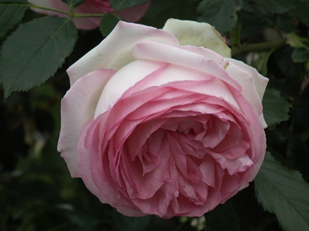 DSCF0163