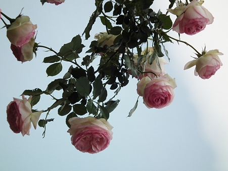 DSCF0169
