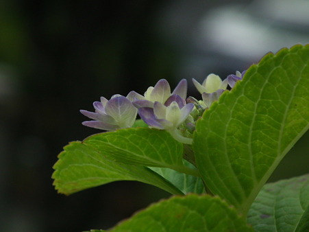 DSCF0012