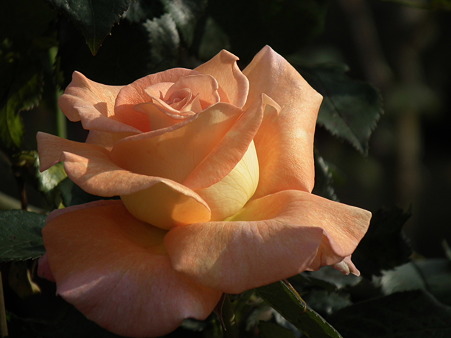 DSCF0517