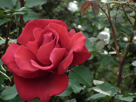 DSCF0520