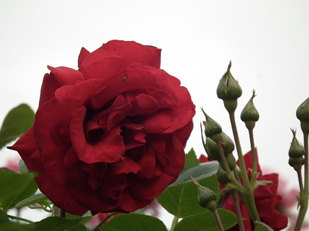 DSCF0668