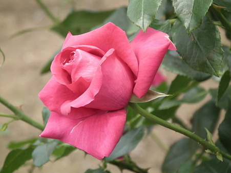 DSCF0182