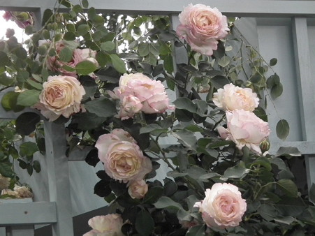 DSCF1157