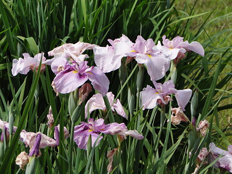 花菖蒲(ハナショウブ)