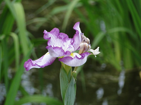 花菖蒲(ハナショウブ)