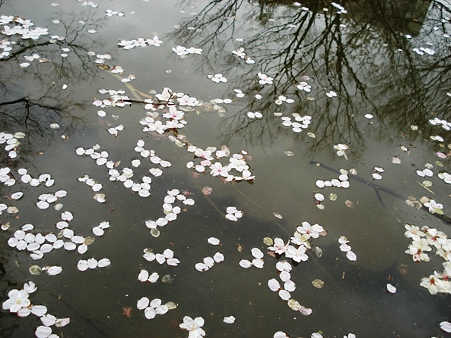 桜散る