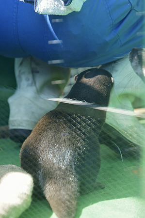 tokyowildlife110924045