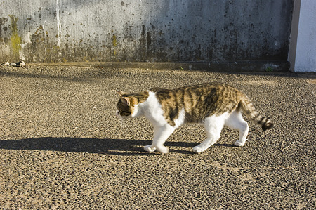 neko091229034
