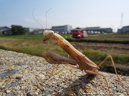 コカマキリ ♀