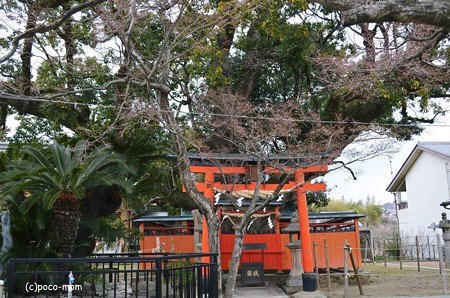 龍田神社 楠