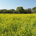 菜の花＠昭和記念公園