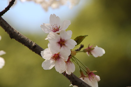 葉桜直前の見沼用水の桜