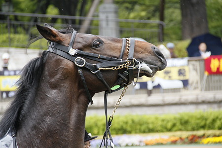 東京6R レッドグランディス