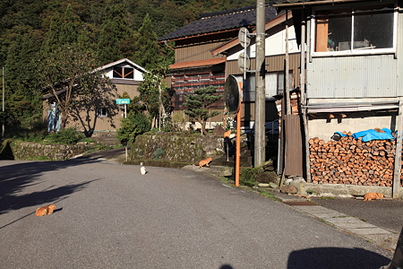 我が物顔の猫