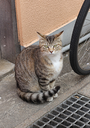 とら3