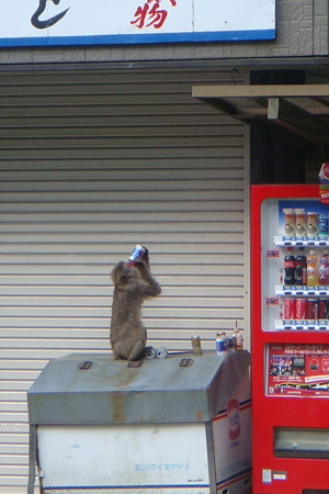 缶コーヒーを飲むさる