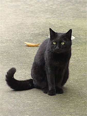 黒ねこちゃん