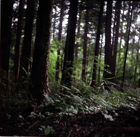 Image0043（Ricohflex New Dia）