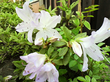 Azalea