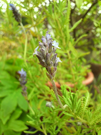 Lavender dentata