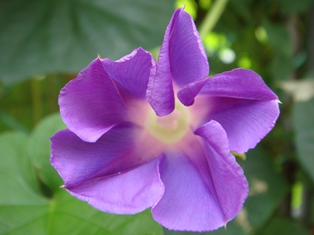 琉球朝顔（蕾）