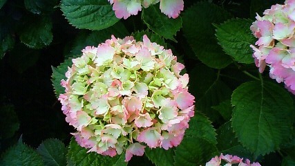 201005271531001