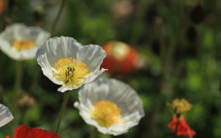 春の花05