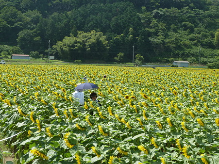 佐用ひまわり2011 024