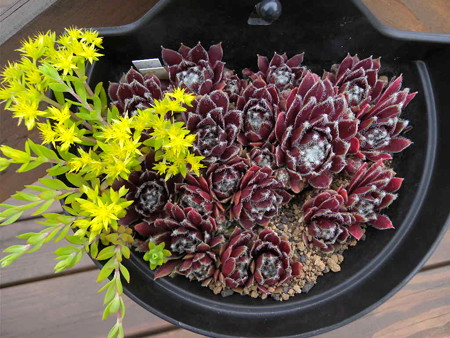 Sempervivum 'Donner rose'