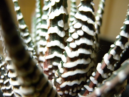 Haworthia fasciata or attenuata